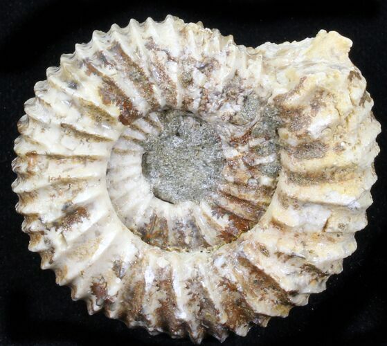 Pavlovia Ammonite Fossil - Siberia #29765